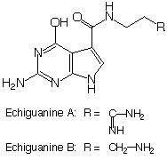 Echiguanine_1