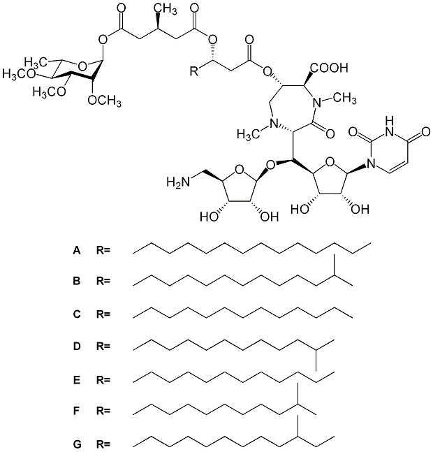 Caprazamycins_1