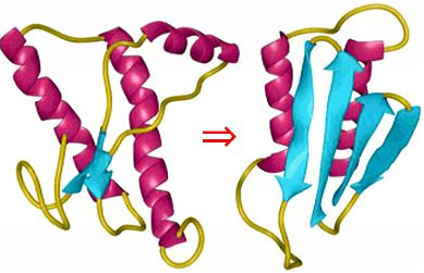 protein conformational change