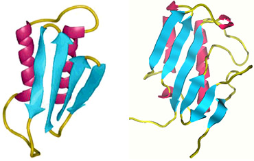 Fig. 7 Comparison of conformations between the abnormal prion protein (left) and perchloric acid-soluble protein (right)