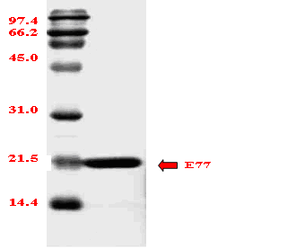 Fig. 9 SDS-PAGE of purified prionase. The molecular weight of prionase was 19,327.