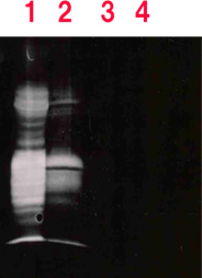 Fig. 10 Degradation of scrapie prion protein (PrPsc) by prionase