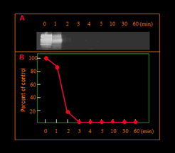 Fig. 11 Time course of the degradation of scrapie prion protein (PrPsc) by prionase