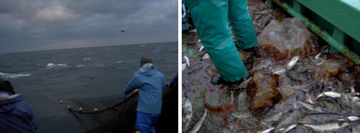 Fig. 14 Nomura’s jellyfish (Nemopilema nomurai Kishinouye) trapped in a fixed net